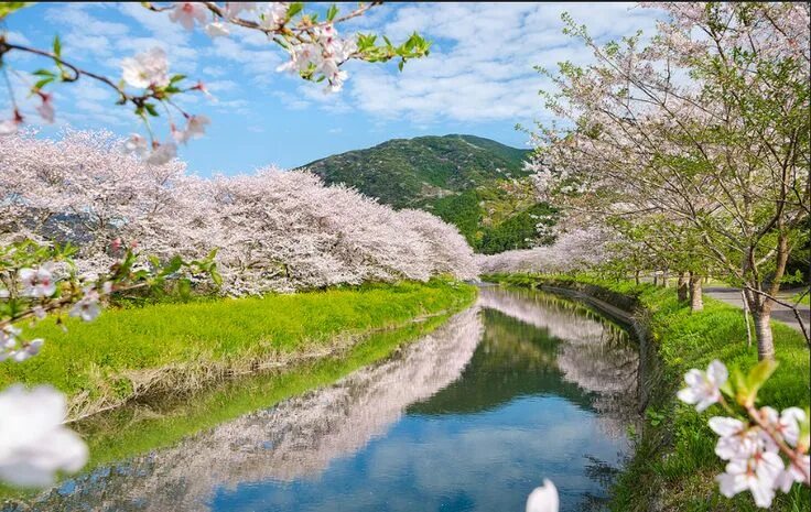 Река в цвету фото Matsuzaki-cho, Shizuoka Scenery, Japan, Japan spring