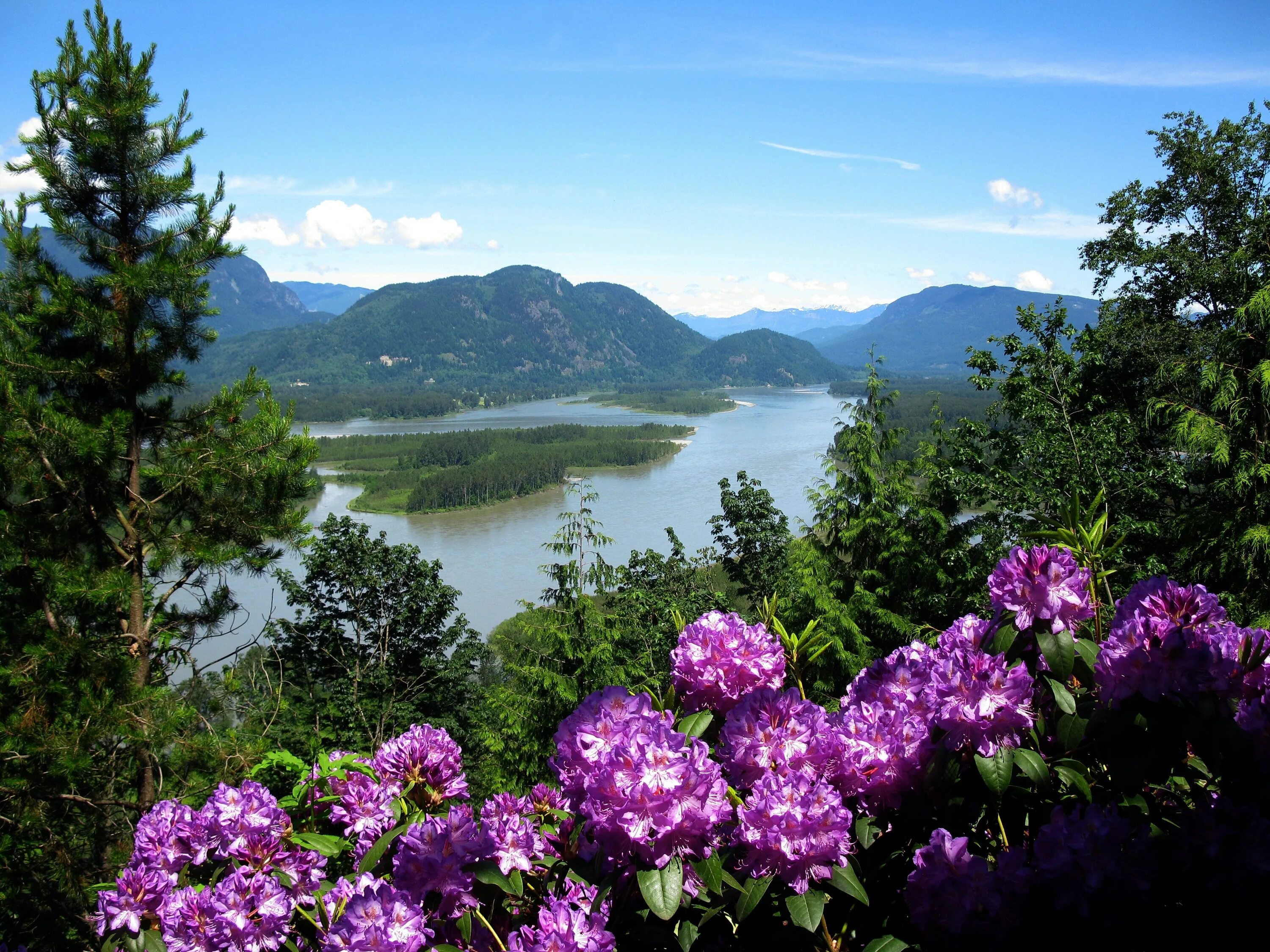 Река в цвету фото River Blooms Nature free image download