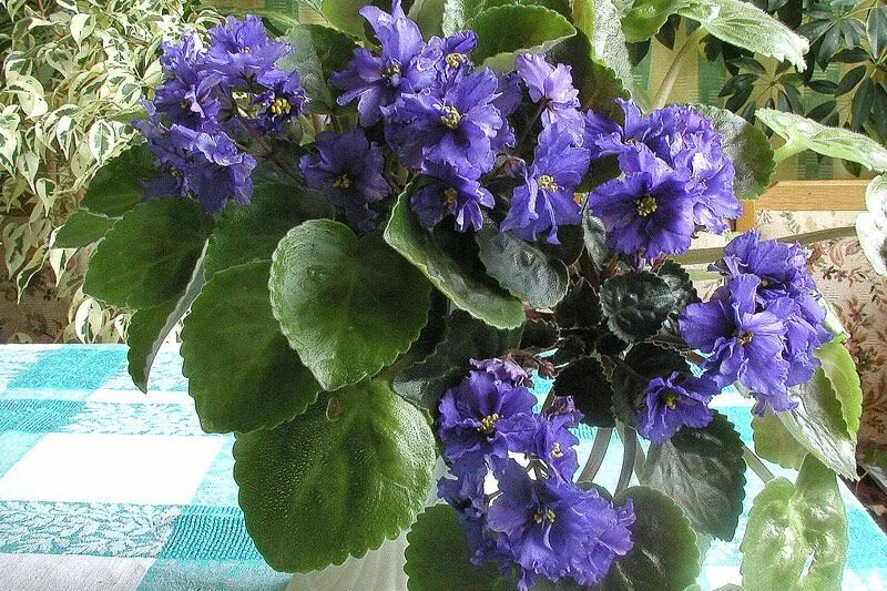 Река волга фиалка фото Река Волга - молодое взрослое. Perennial flowering plants, African violets, Herb