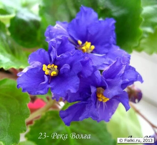 Река волга фиалка фото AN-Volga River (Yang Zubo) African violets, Violet flower, Blue flowers