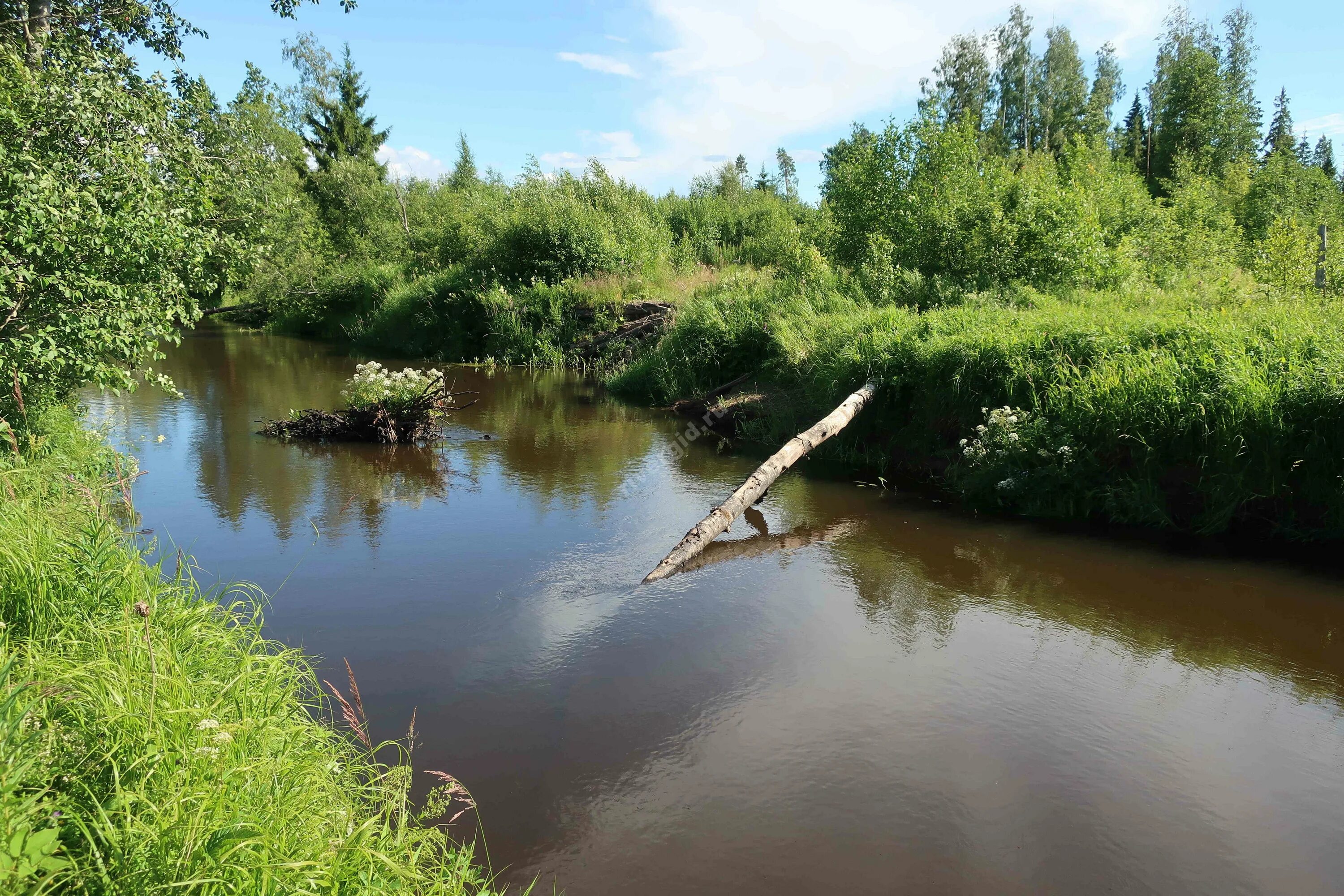 Река вьюн фото Фотографии реки Вьюн в Ленинградской области RiverGid.ru