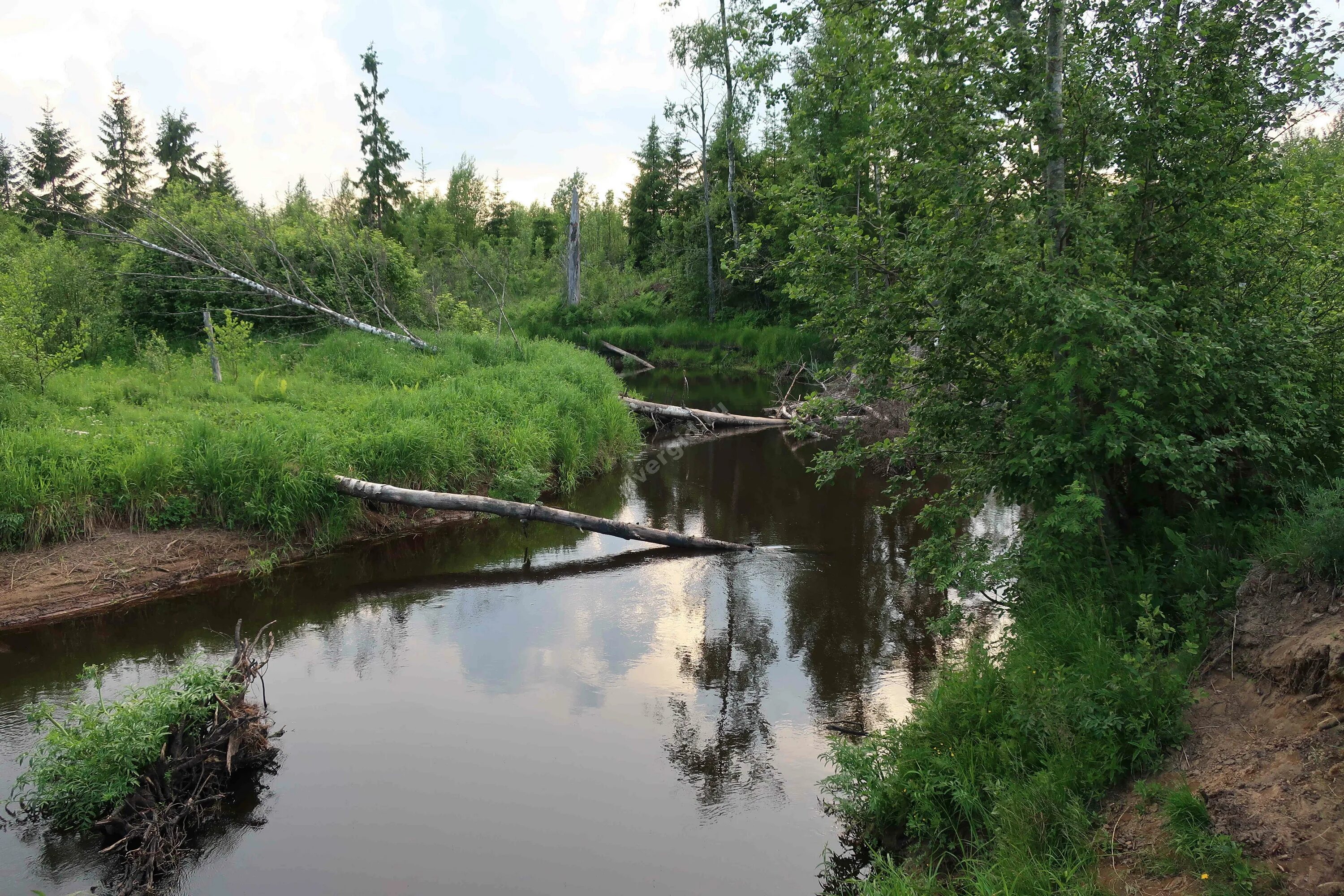 Река вьюн фото Фотографии реки Вьюн в Ленинградской области RiverGid.ru