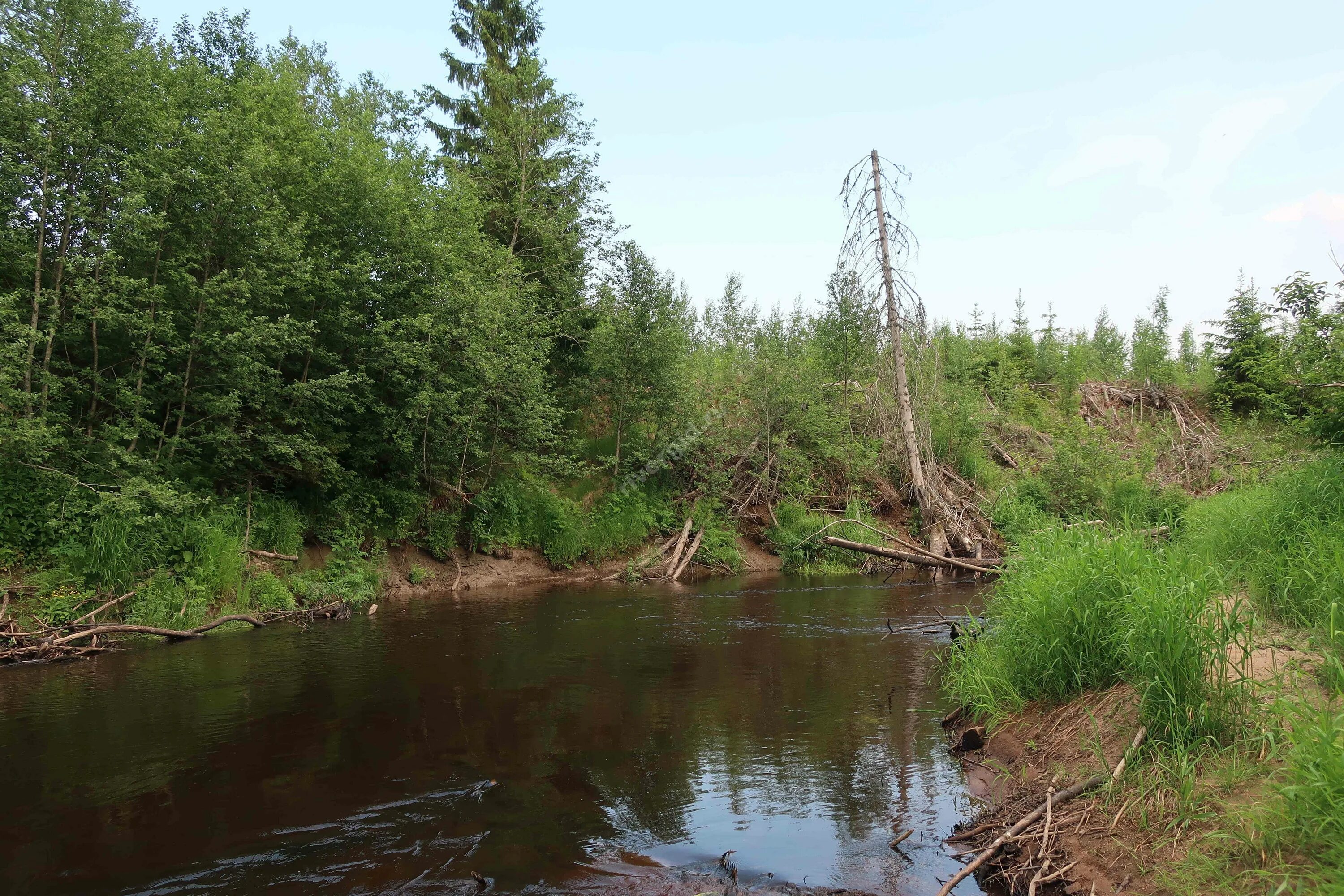 Река вьюн фото Фотографии реки Вьюн в Ленинградской области RiverGid.ru