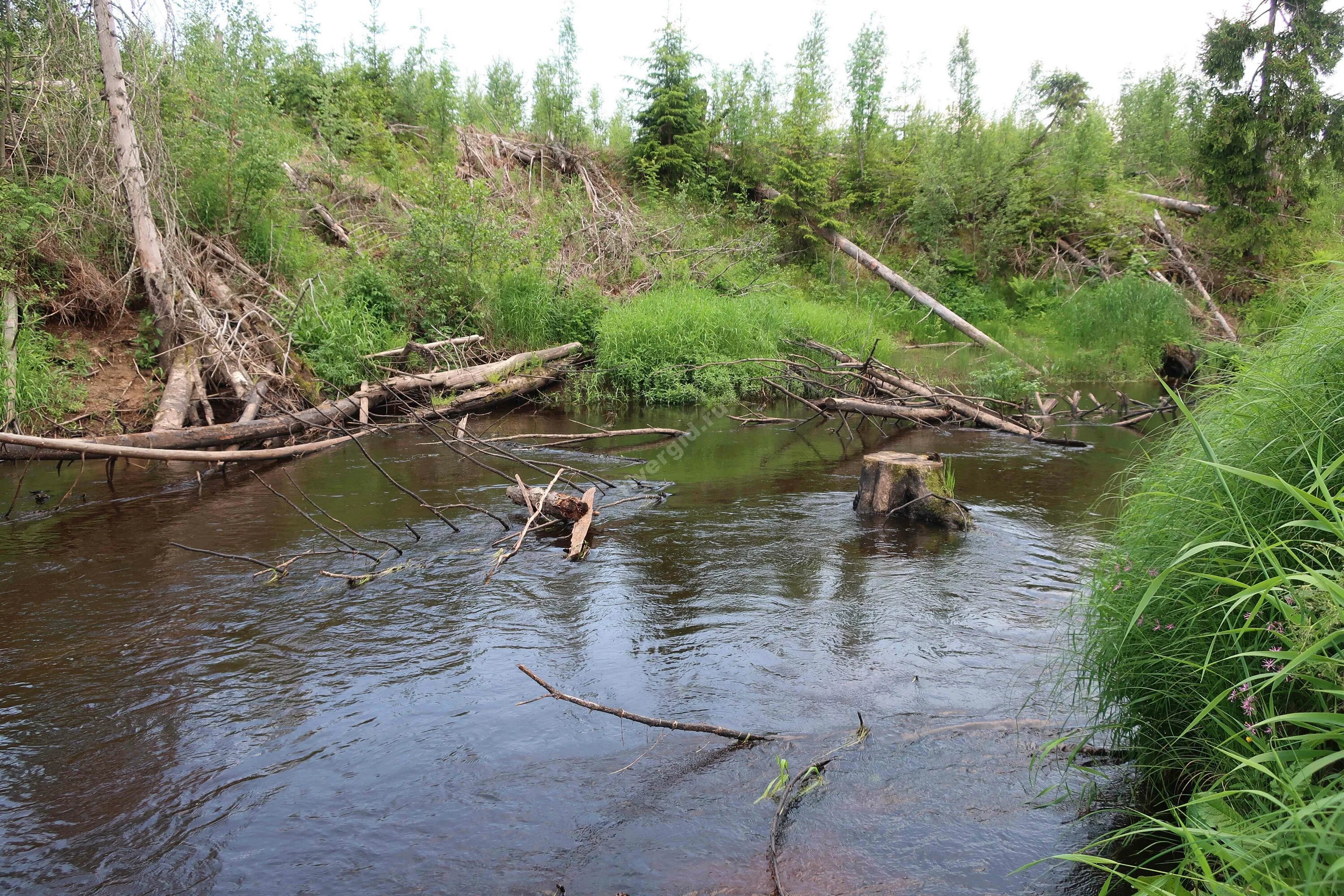 Река вьюн фото Фотографии реки Вьюн в Ленинградской области RiverGid.ru