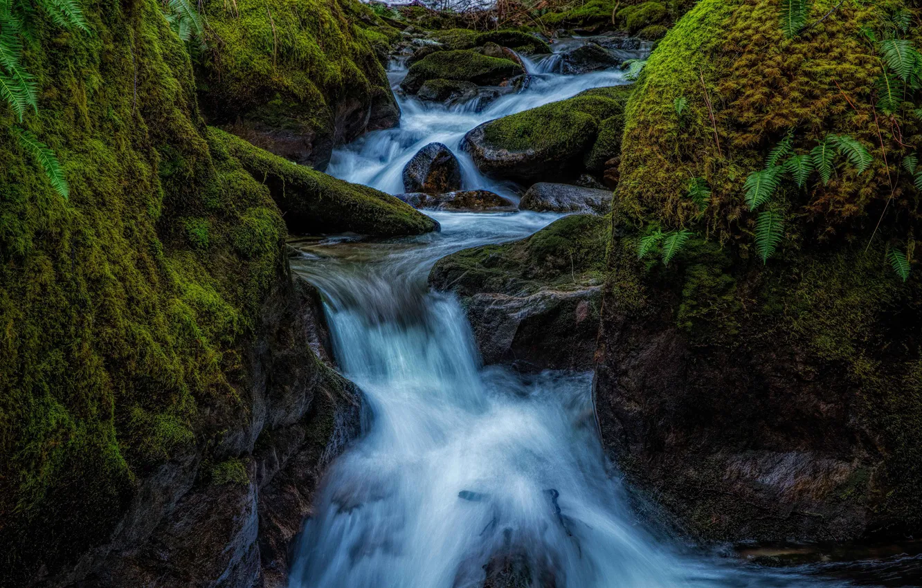 Река заставка фото Обои темный фон, водопад, валуны, мох, речка, папоротник, ручей, поток на телефо