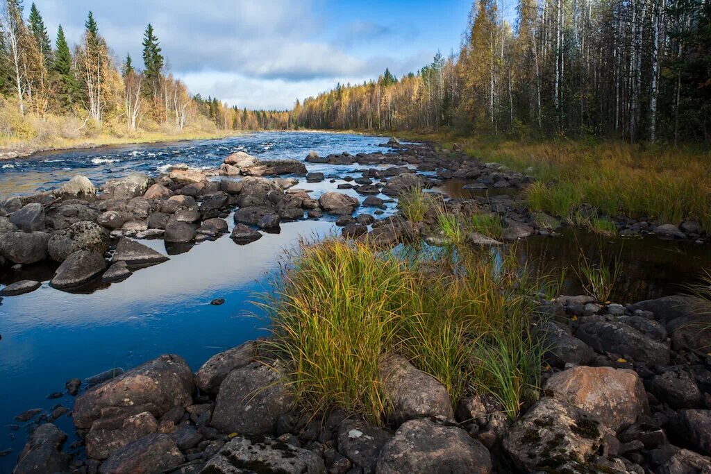 Реки карелии фото Золотая осень на реке Лижма в Карелии Природа Карелии Дзен