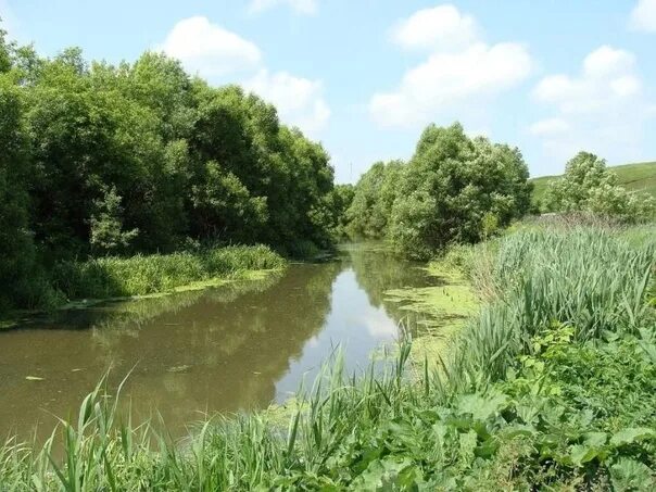 Реки курска фото CURRENCY RIVER. It is from this river that the city of Kursk got its name. There