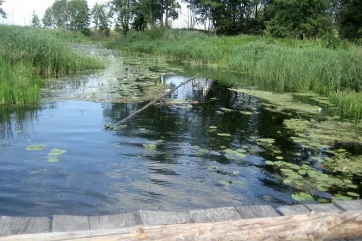 Реки тамбовской области фото В одном из сёл Притамбовья планируют расчистить реку - МК Тамбов