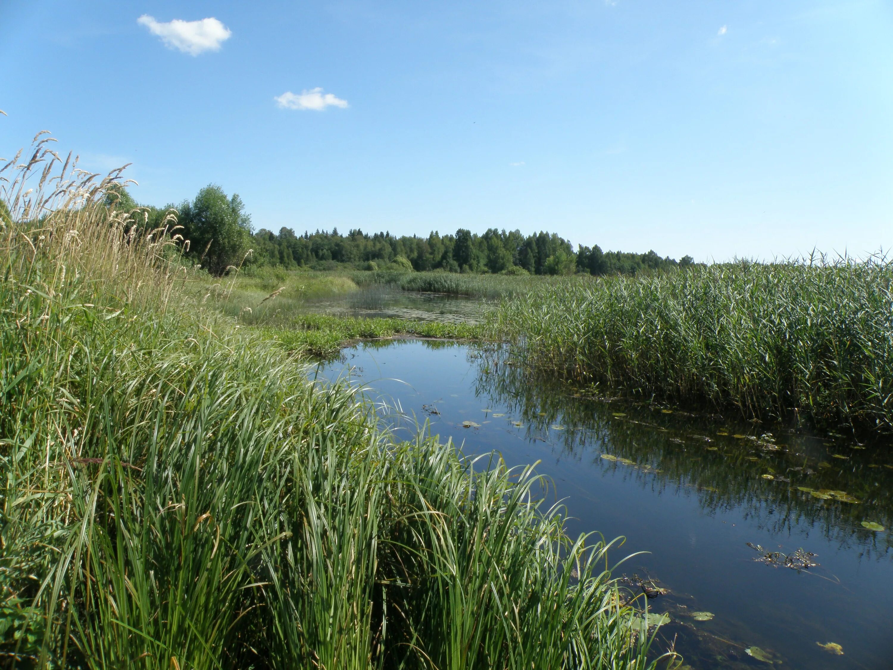 Реки ярославской области фото File:Река Устье - panoramio.jpg - Wikimedia Commons