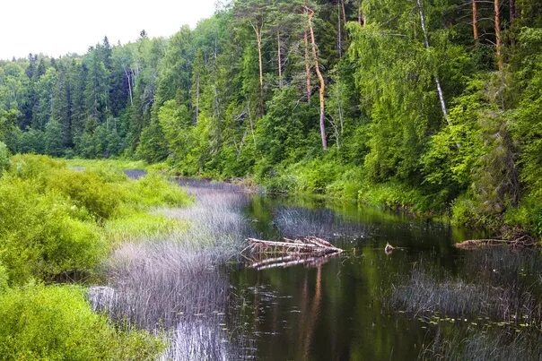 Реки ярославской области фото #моя_страна #БорскиеБиблиотеки #городбор #Ярославль #Ярослвскаяобласть ЯРОСЛАВСК