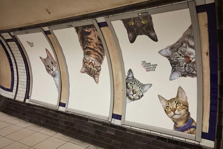 Реклама фото кот A Herd of Cats Fill Advertising Placements at a London Tube Stop for Two Weeks -