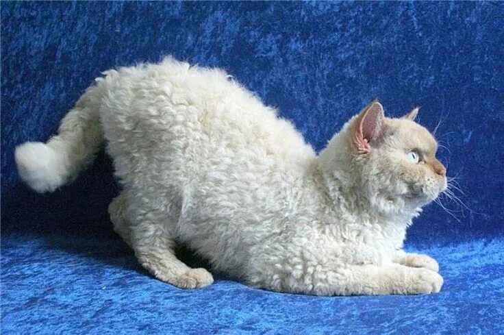 Рекс кошка фото цена Selkirk Rex Curly Cat Schattige katten, Katten, Grappige dieren