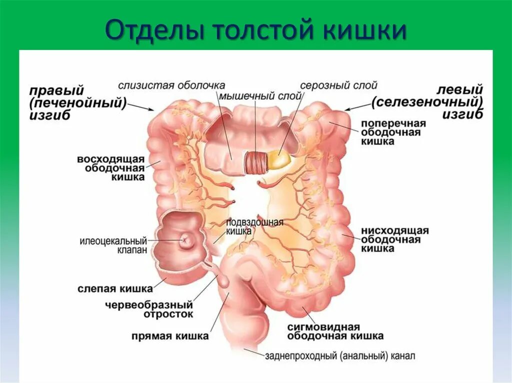 Ректосигмоидный отдел фото Ректосигмоидный отдел ободочной кишки