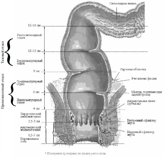 Ректосигмоидный отдел фото Прямая кишка на рисунке