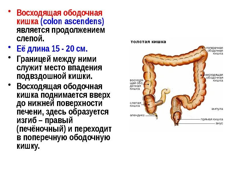 Ректосигмоидный отдел кишечника где находится фото Толстый кишечник. Брюшина