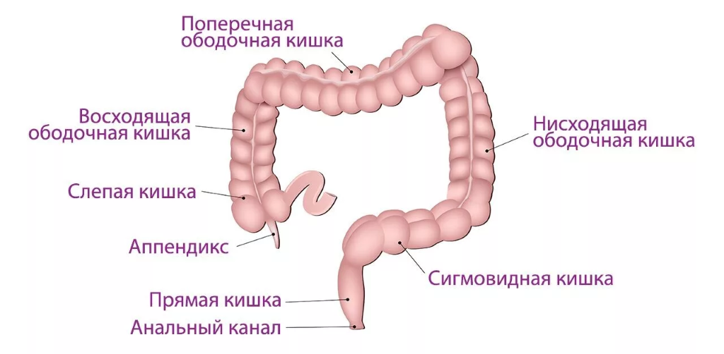 Ректосигмоидный отдел кишечника где находится фото Питание и пищеварение