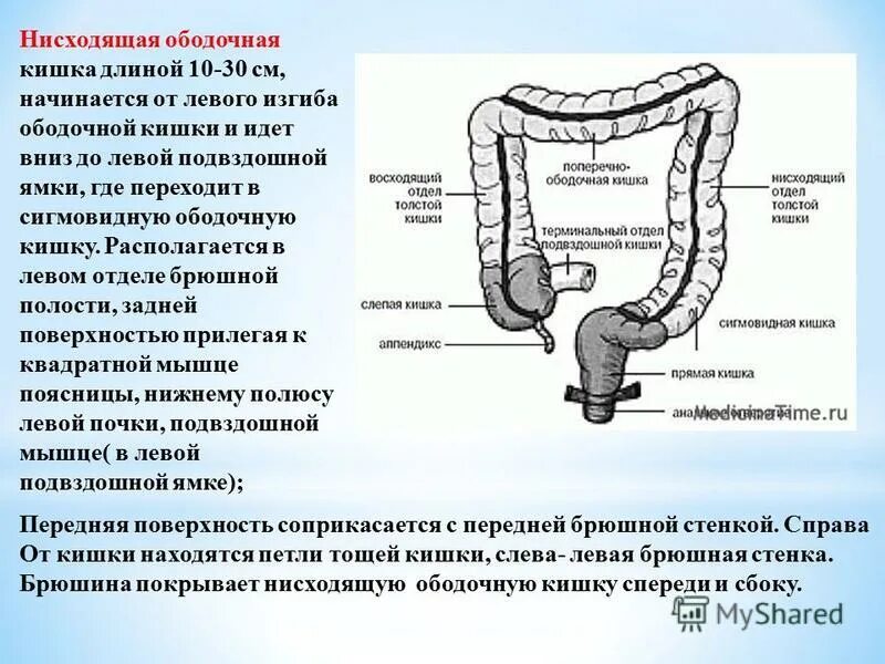 Ректосигмоидный отдел кишечника где находится фото Ректосигмоидный отдел кишки где находится