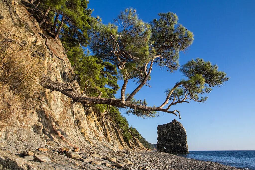 Реликтовая сосна в пицунде фото и описание Sail Rock Canon EF-S 15-85mm f/3.5-5.6 IS USM, f/9 Alexey Komarov Flickr