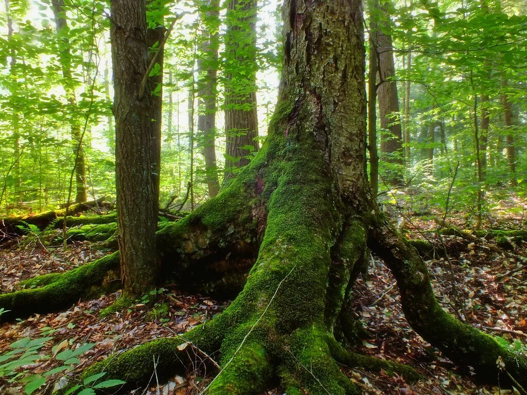 Реликтовый лес фото Rooted Old-growth sweet birch (Betula lenta), McKean Count. Flickr