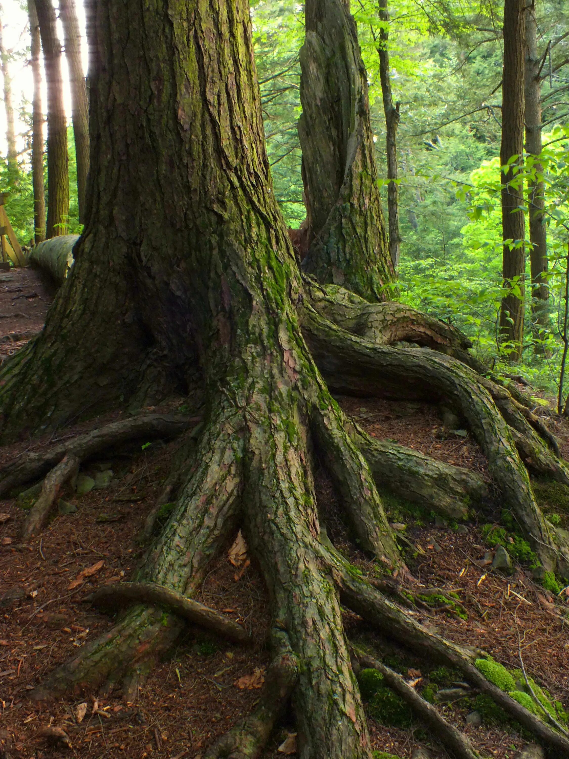 Реликтовый лес фото tangled hemlock roots Tree roots, Nature, State parks