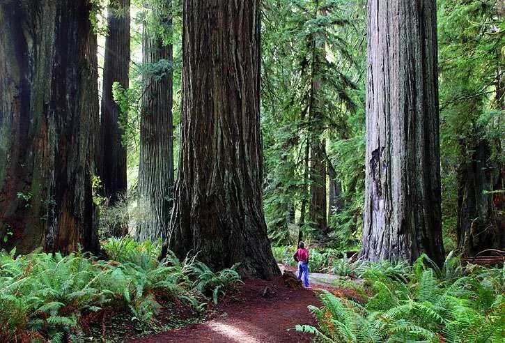 Реликтовый лес фото Hike one of the redwood parks. Redwood national and state parks, National parks,