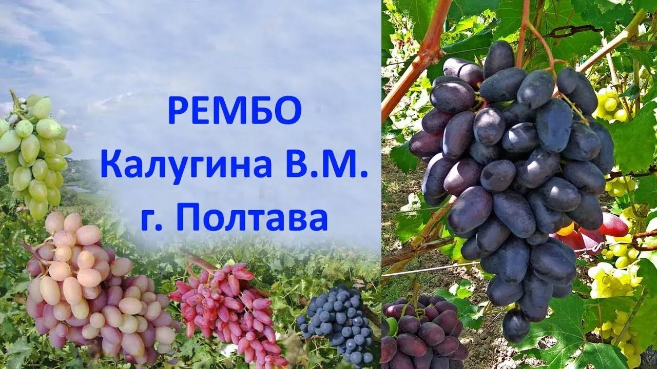 Рембо виноград описание и фото @Виноград 2019 Виноград Рембо Отзыв о винограде - YouTube