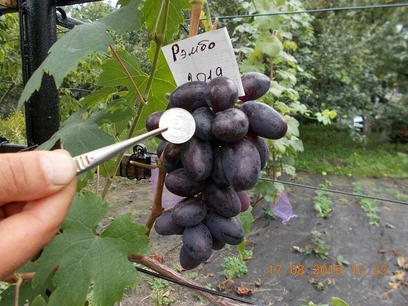 Рембо виноград описание и фото Виноград саженец Рембо - Виноград Київ на Selo.ua Grapes, Fruit, Facebook sign u