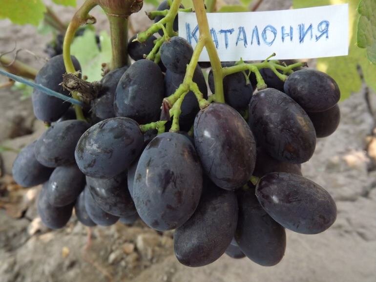 Рембо виноград описание и фото Посадка саженца винограда весной.Ошибки при посадке. Лоза виноградная Дзен