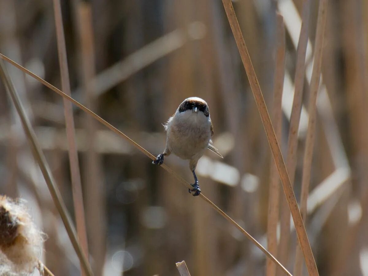 Ремез птица фото Eurasian Penduline Tit (Remiz pendulinus). Birds of Siberia.