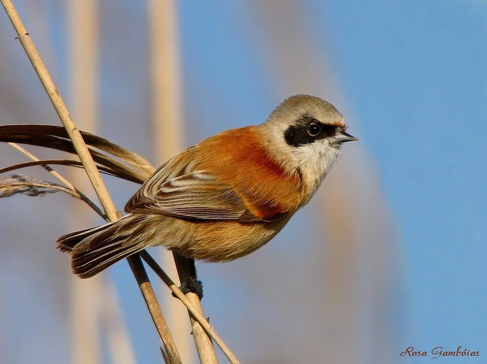 Ремез птица фото Chapim-de-faces-pretas Penduline Tit (Remiz pendulinus) Flickr