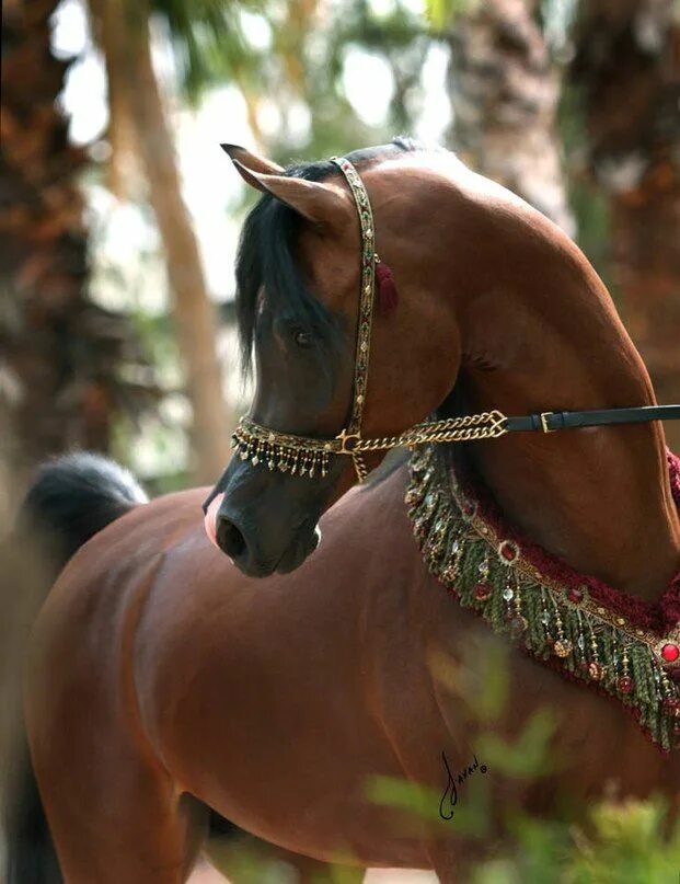 Ремонт лошадей восточное ш 39 фото Arabian Times"" арабские лошади Арабские лошади, Лошади, Красивые лошади