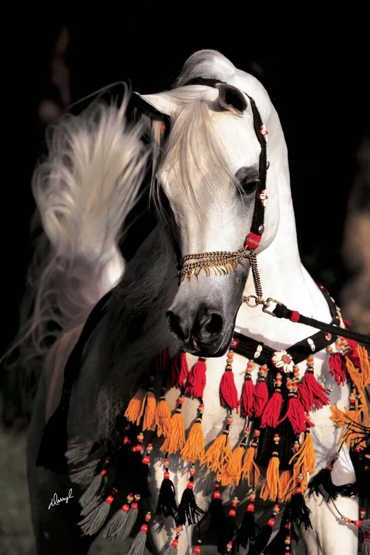 Ремонт лошадей восточное ш 39 фото مسلمة تونسية Horses, Dressage horses, Arabian horse