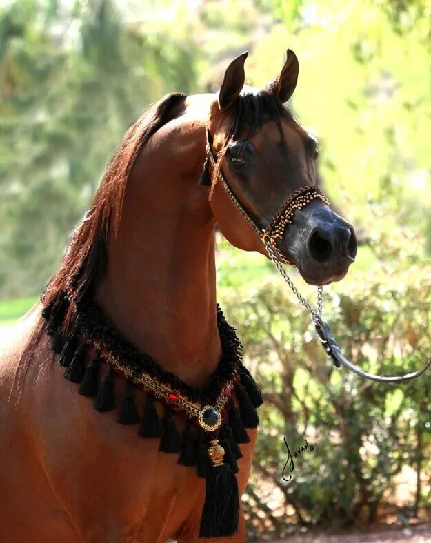 Ремонт лошадей восточное ш 39 фото Campeon Arabian horse, Horses, Beautiful arabian horses