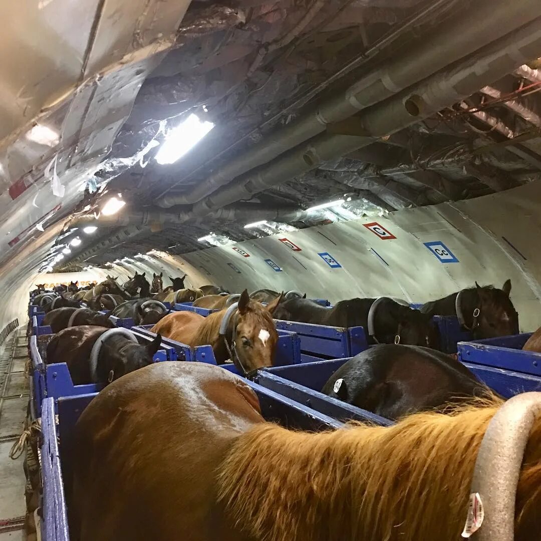 Ремонт лошадей восточное ш 39 фото Amazing photos reveal how horses travel thousands of miles by air, with luxury £