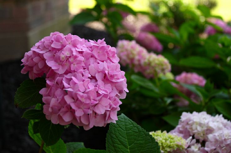 Ремонтантная гортензия сорта с фото и названиями Pin on HYDRANGEA & LILAC Hydrangea, Blue hydrangea, Garden