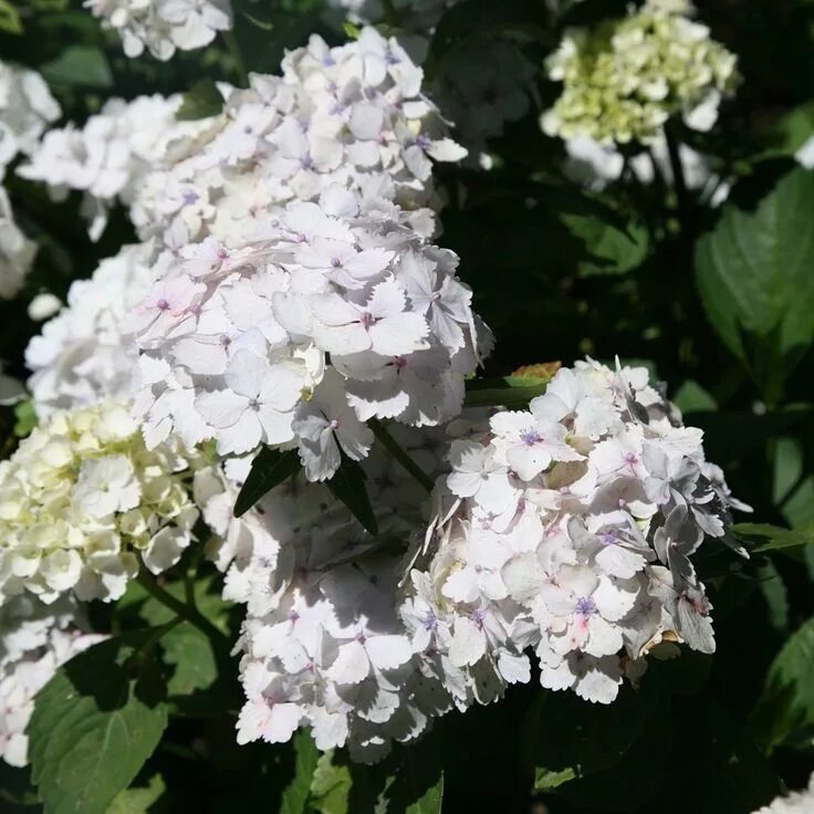 Ремонтантная гортензия сорта с фото и названиями Hydrangea macrophylla 'Madame Emile Mouillère' - mophead hydrangea (syn. Madame 