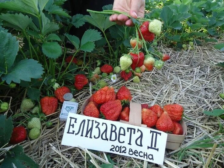 Ремонтантная клубника елизавета 2 фото Земляника Королева Елизавета II. Фото с сайта fermers.ru Клубника, Растения, Пос