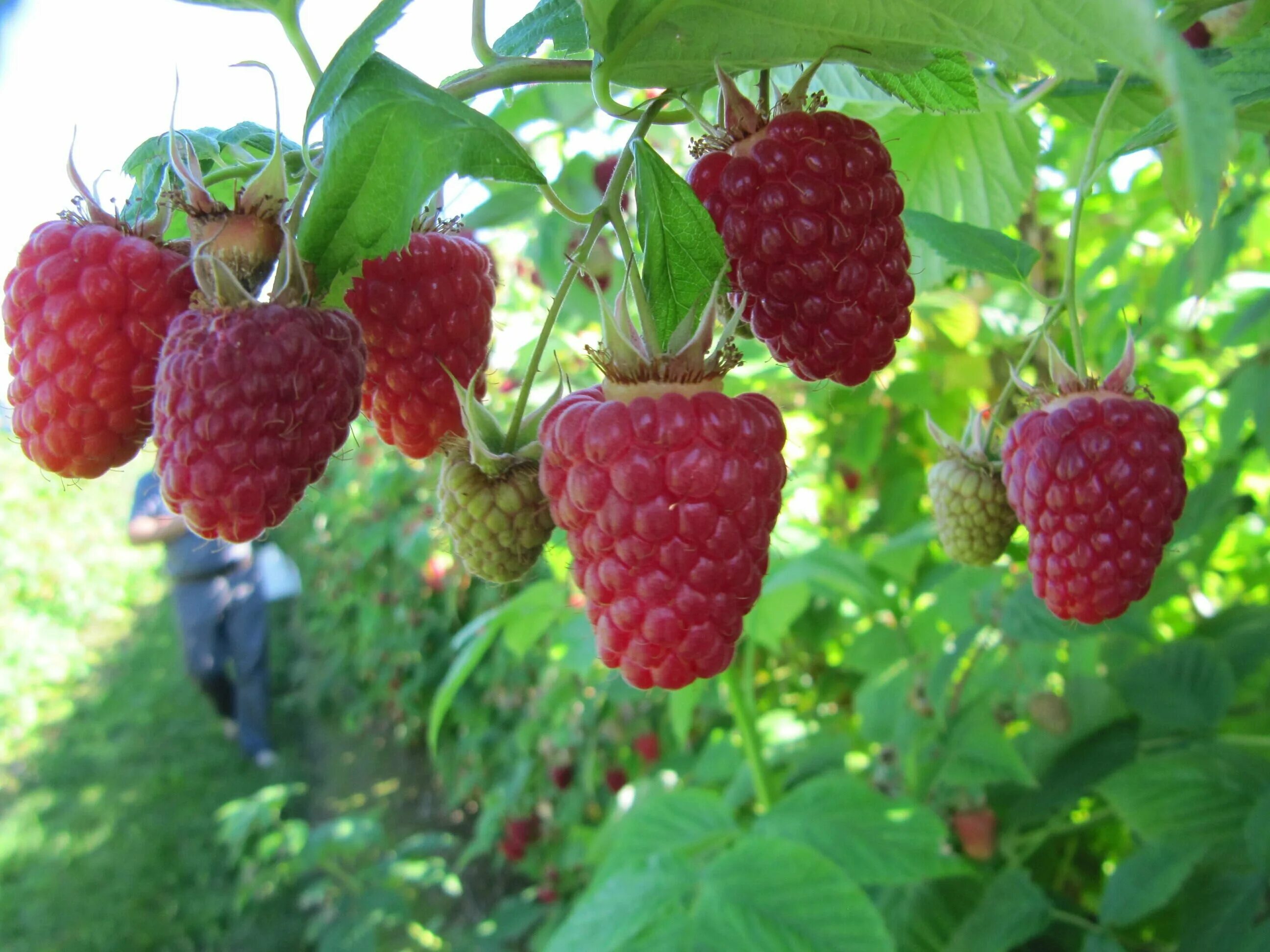 Ремонтантная малина фото Малина Ремонтантная Бриллиантовая (Rubus idaeus) - набор из 3 штук Саженец/30-40