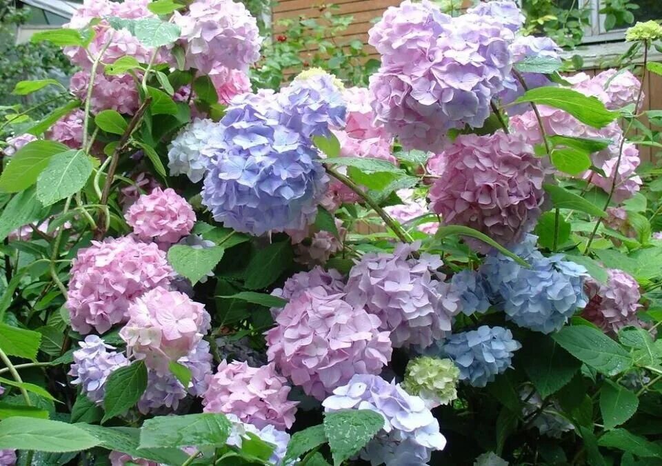 Why Are My Hydrangeas Not Blooming - Hydrangea not blooming, Hydrangea macrophyl