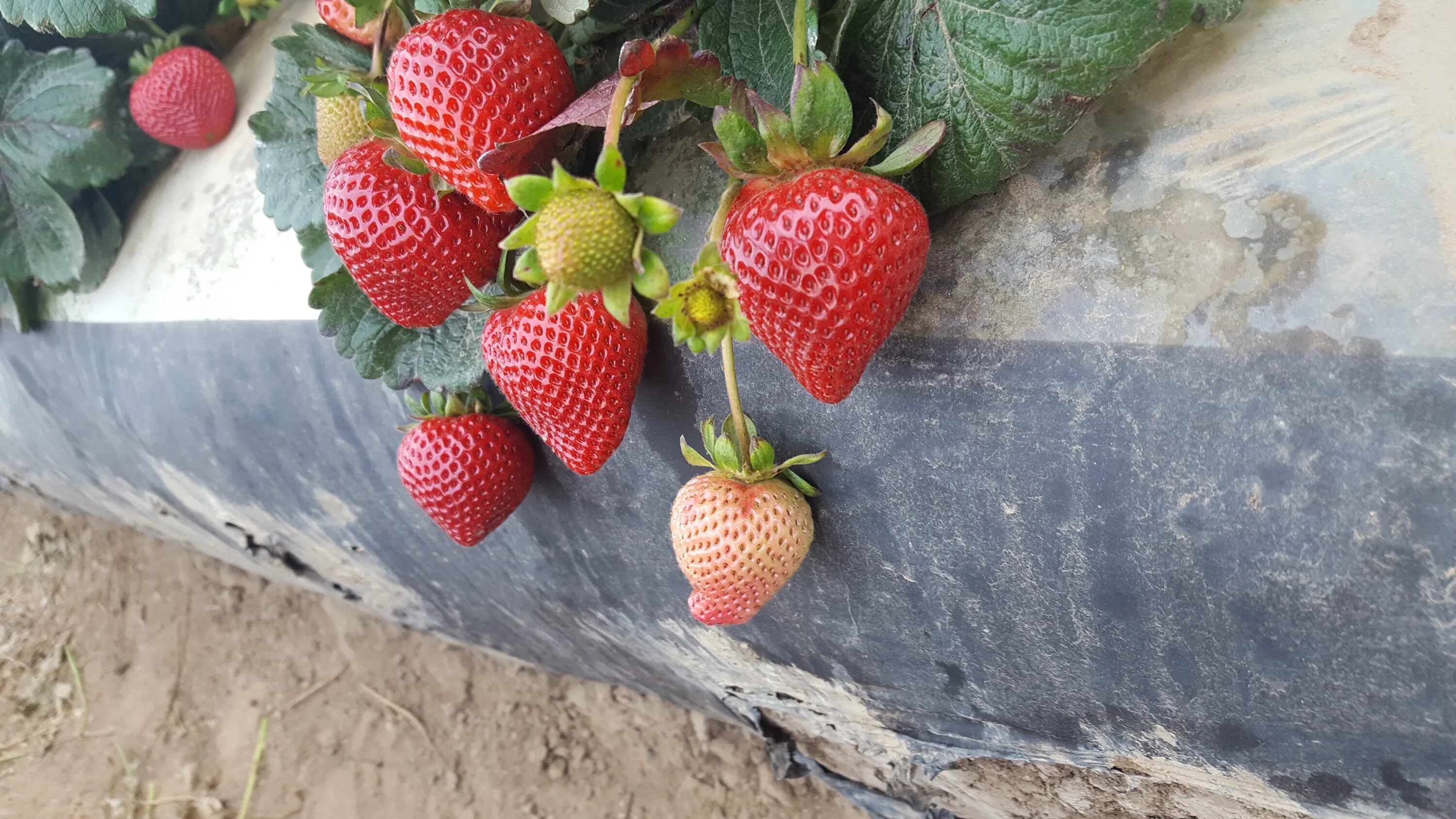 Ремонтантный сорт клубники мурано фото Monterey Strawberry Breeding & Research Program