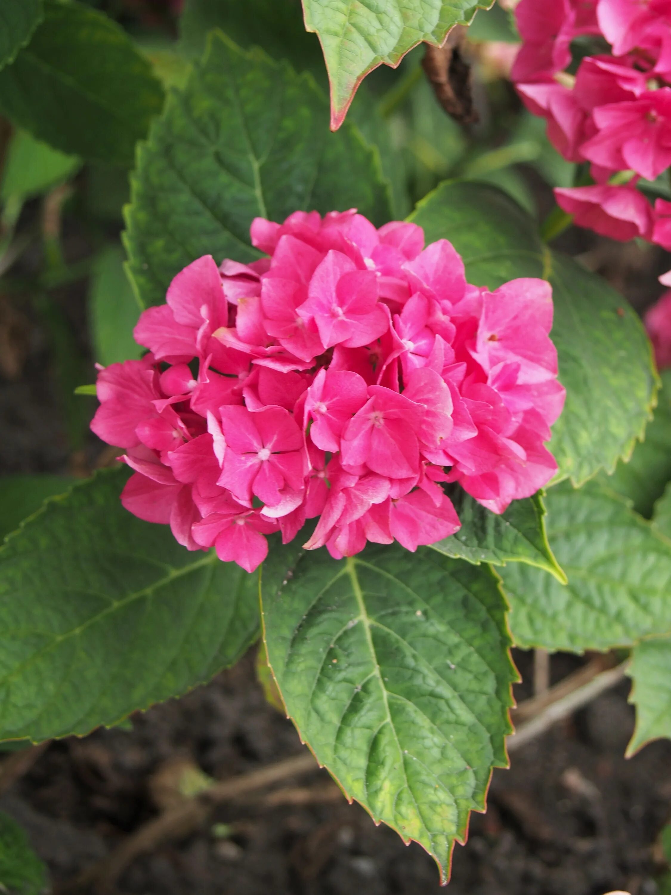 Рената штейнигер гортензия крупнолистная описание и фото File:Hydrangea macrophylla 'Elmar Steiniger' 2019-08-03 01.jpg - Wikimedia Commo