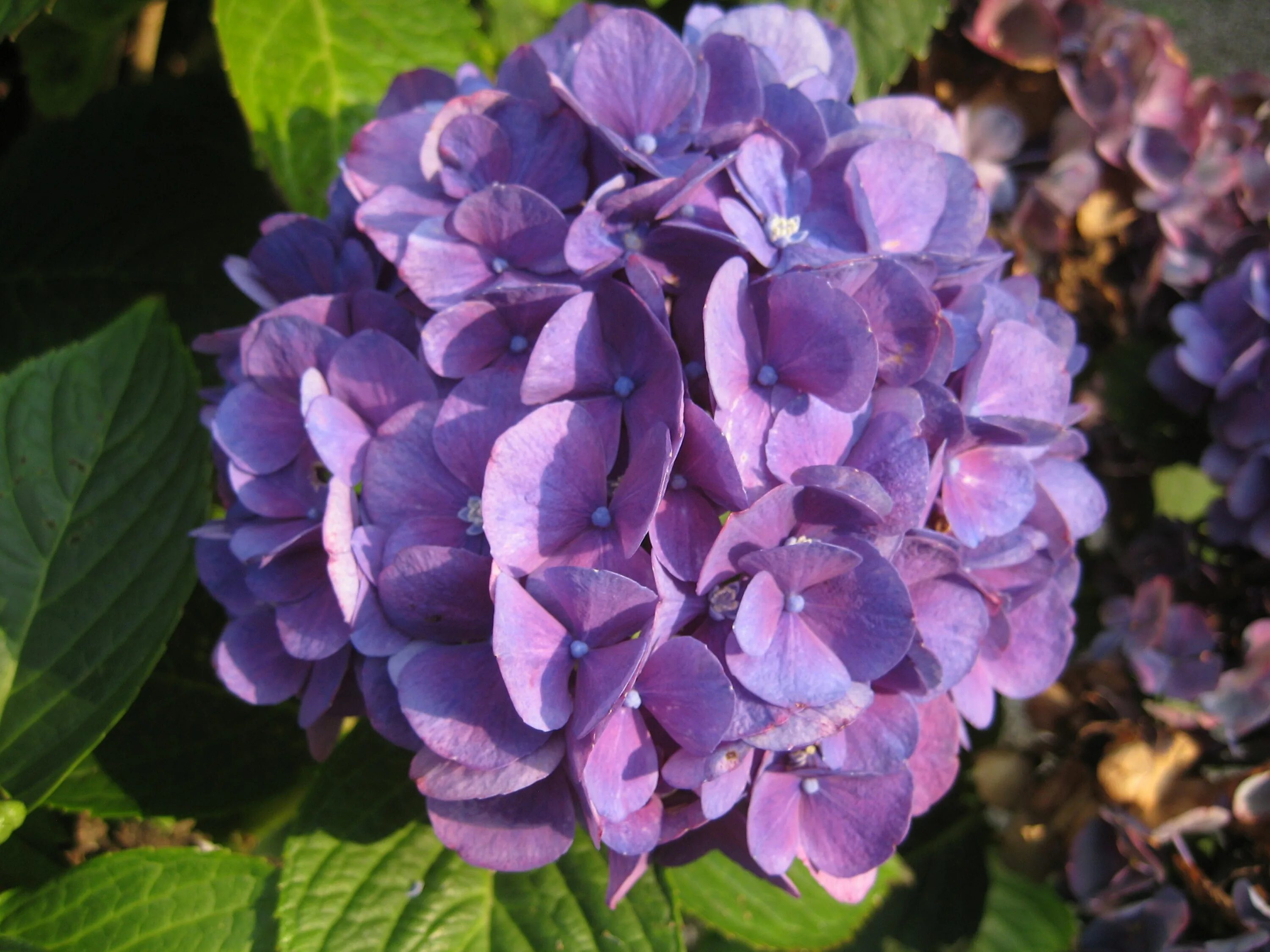 Рената штейнигер гортензия крупнолистная описание и фото Free photo: Purple hydrangea flower - Beautiful, Beauty, Close-up - Free Downloa