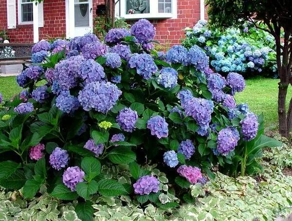 Рената штейнигер гортензия крупнолистная описание и фото 20 Ideas for Outdoor Home Decorating with Hydrangeas Adding Exotic Feel to Garde