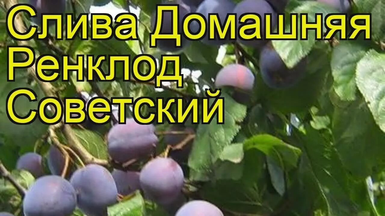 Ренклод советский фото Слива домашняя Ренклод Советский. Краткий обзор, описание prunus domestica Rencl