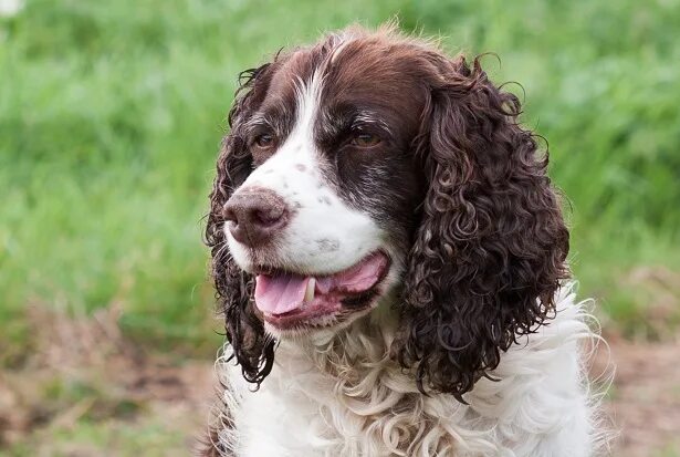 Рено меган панель фото springer spaniel inglese carattere - Idee Green