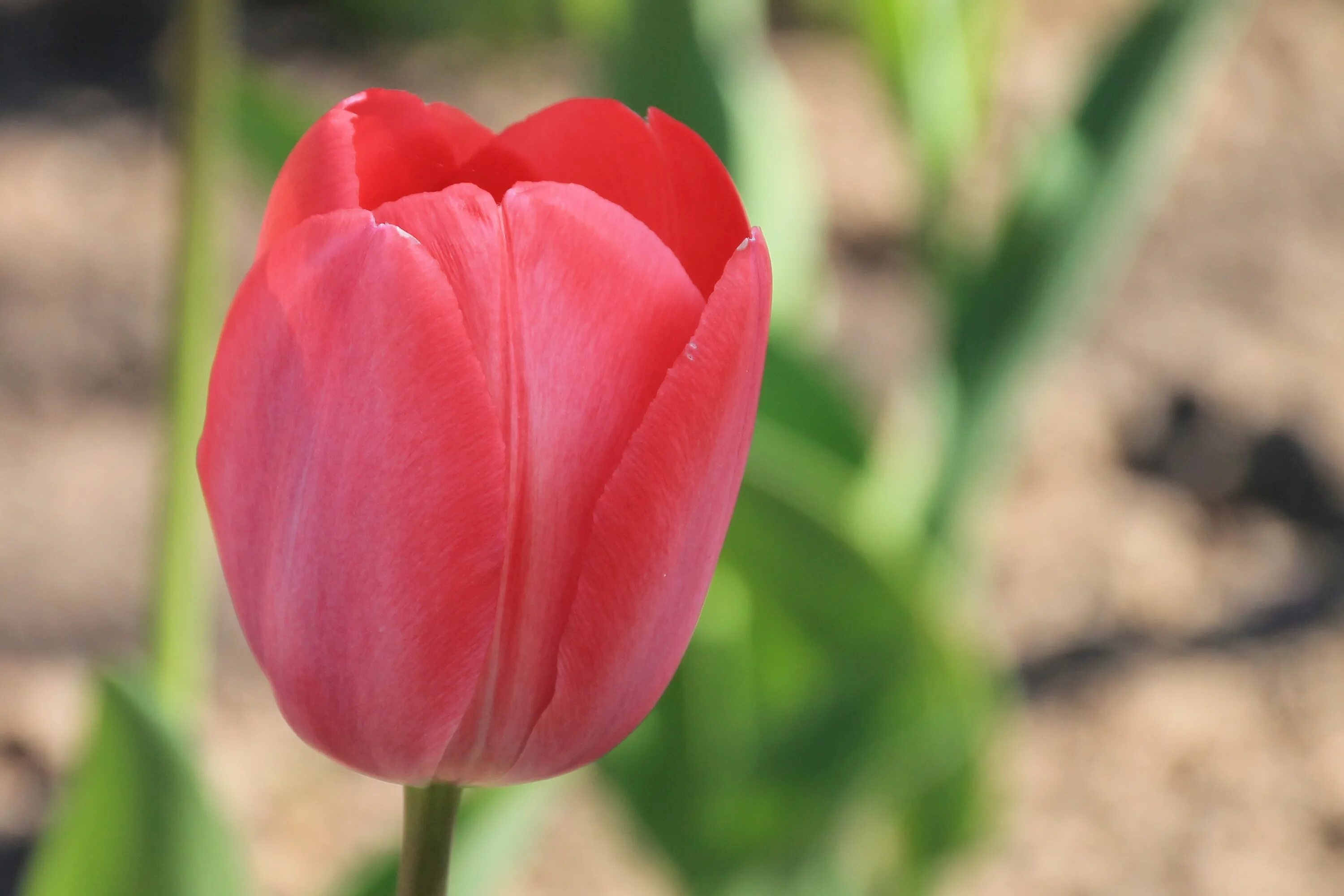 Рено ун к тюльпан фото Free Images : blossom, petal, bloom, tulip, red, flora, flower bed, spring flowe