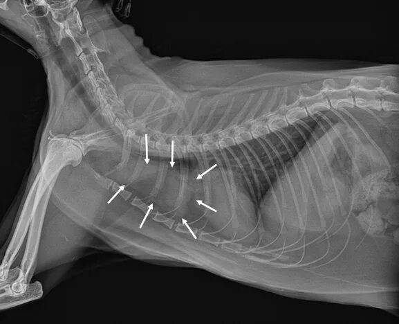 Рентген кошки фото Thymoma in Cats & Dogs - An Important Cancer - CriticalCareDVM