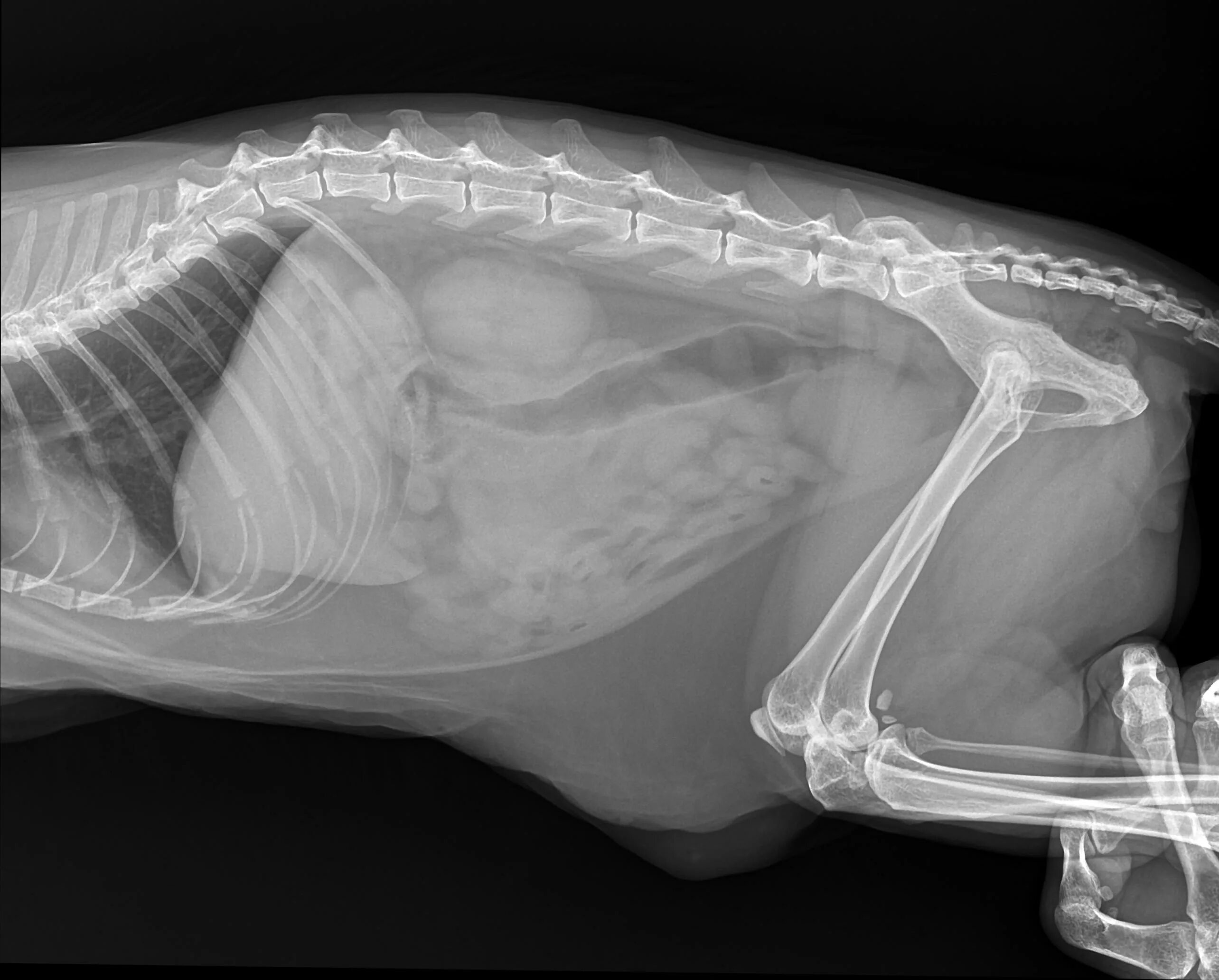 Рентген кошки фото Рентген брюшной полости, бесплатная консультация ветеринара - вопрос задан польз