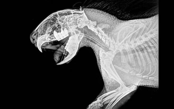 Рентген кота фото 15 Fascinating Animal X-Rays From the Oregon Zoo Zoo animals, Zoo, Animal hospit