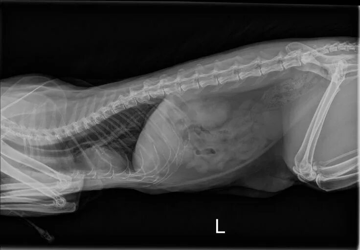 Рентген кота фото Cat X-ray Pictures